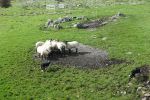 PICTURES/The Burren - Coherconnel Fort & Sheepdog Demonstration/t_DSC04945.JPG